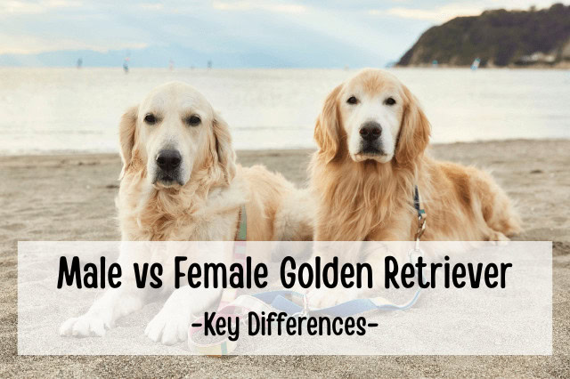 Male and female Golden Retrievers lying together on a beach.