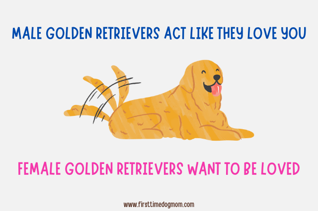 Graphic showing a Golden Retriever with text comparing affection in male vs female Golden Retrievers, noting that males act more openly affectionate while females want to be loved.