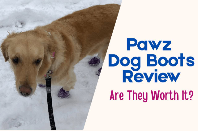 Golden Retriever wearing Pawz Dog Boots during a winter walk with text overlay that reads "Pawz Dog Boots Review – Are They Worth It?"
