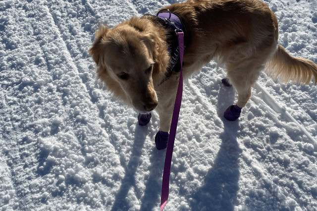Golden Retriever wearing purple Pawz Dog Boots during a winter walk in the snow.