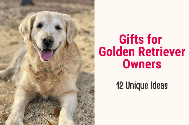 Happy Golden Retriever lying on grass looking at the camera, representing gift ideas for Golden Retriever owners.