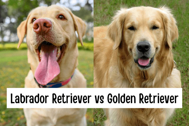 Labrador Retriever vs Golden Retriever comparison showing a Yellow Lab and Golden Retriever side by side.