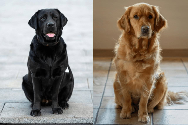 Black Labrador Retriever and Golden Retriever sitting side by side showing their different appearance and coat types.