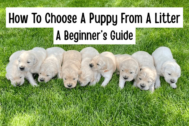 How To Choose A Puppy From A Litter A Beginner's Guide - A litter of puppies lying on the grass.