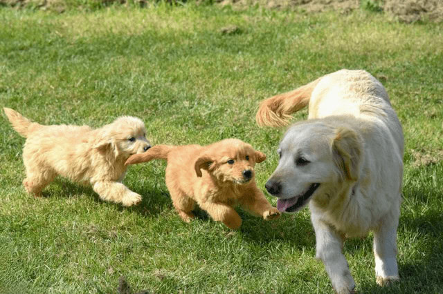 Two Golden Retriever puppies running and playing after an adult Golden Retriever.
