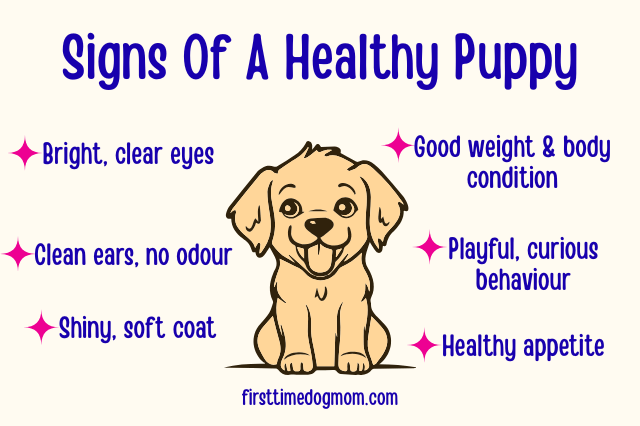 Graphic showing signs of a healthy puppy, including bright eyes, clean ears, shiny coat, good body condition, playful behaviour, and healthy appetite.