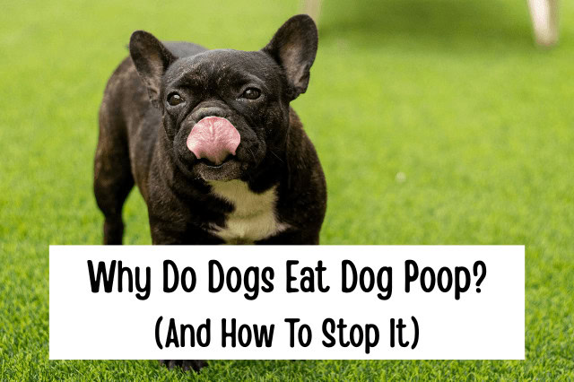 Small black dog licking its lips in grass -why do dogs eat dog poop.