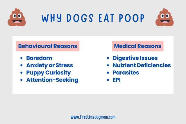 Graphic showing behavioural and medical reasons why dogs eat poop.