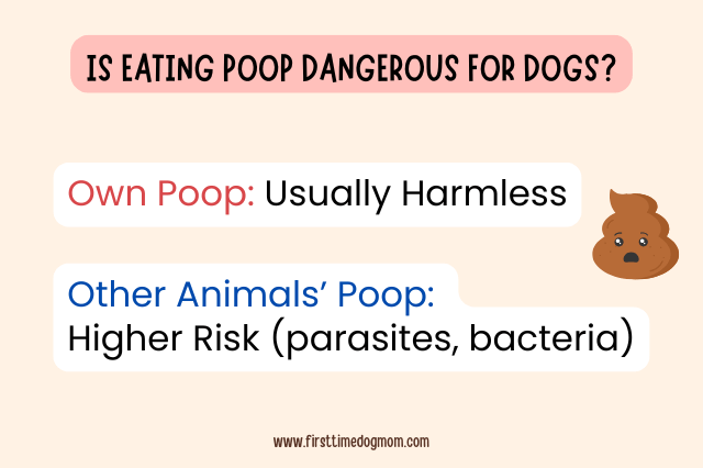 Graphic explaining whether poop eating is dangerous for dogs, including risks from other animals' feces.