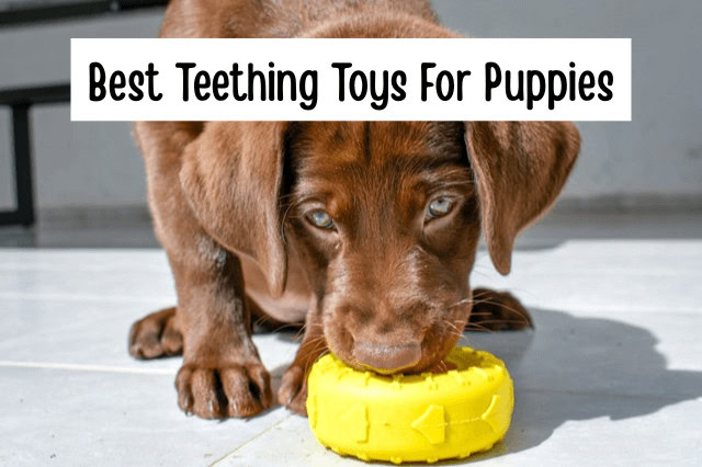 Labrador puppy playing with a yellow rubber teething toy.