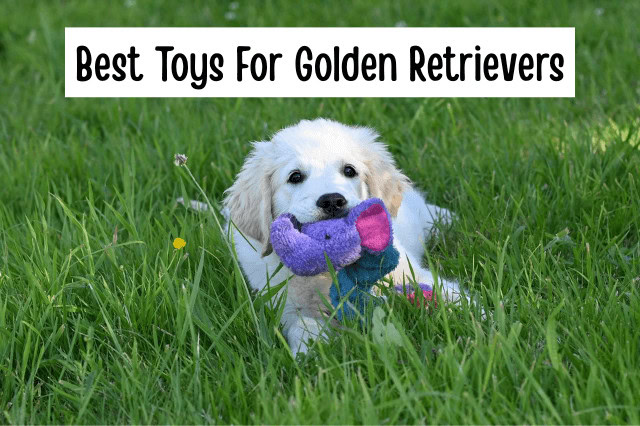 Best Toys For Golden Retrievers - Golden Retriever puppy playing with a plush elephant toy.