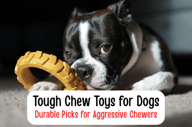 Boston Terrier chewing on a yellow rubber tire-shaped dog toy for tough chewers.
