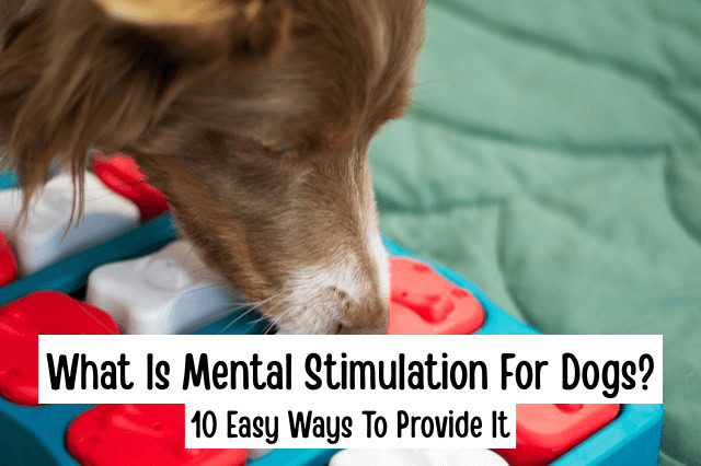 Dog playing with a puzzle toy with text overlay that reads - What Is Mental Stimulation For Dogs, 10 Easy Ways To Provide It.
