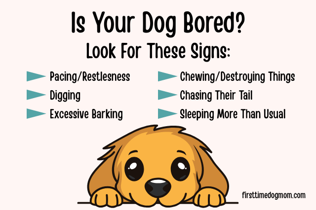 Infographic titled "Is Your Dog Bored? Look for These Signs" showing common behaviours like chewing, digging, barking, tail chasing, and restlessness.