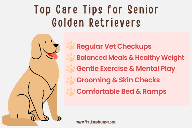 Graphic showing top care tips for senior Golden Retrievers, including vet visits, balanced diet, gentle exercise, grooming, and home comfort.