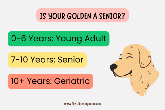 Golden Retriever age guide showing when a Golden Retriever is considered a senior (7–10 years) and geriatric (10+ years).