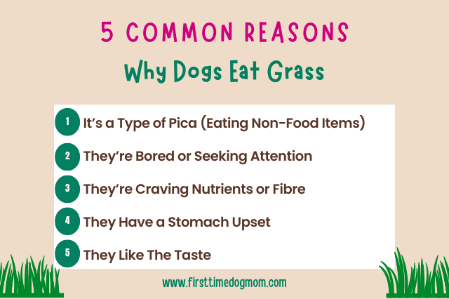 5 Common Reasons Why Dogs Eat Grass Infographic.