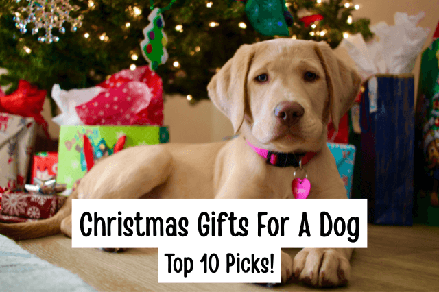 Labrador puppy lying in front of a Christmas tree and presents, illustrating Christmas gifts for a dog.