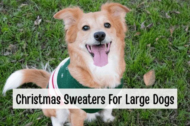 Christmas Sweaters For Large Dogs - A large dog wearing a festive holiday sweater.