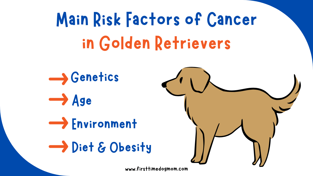 Graphic showing main risk factors of cancer in Golden Retrievers including genetics, age, environment, and diet.