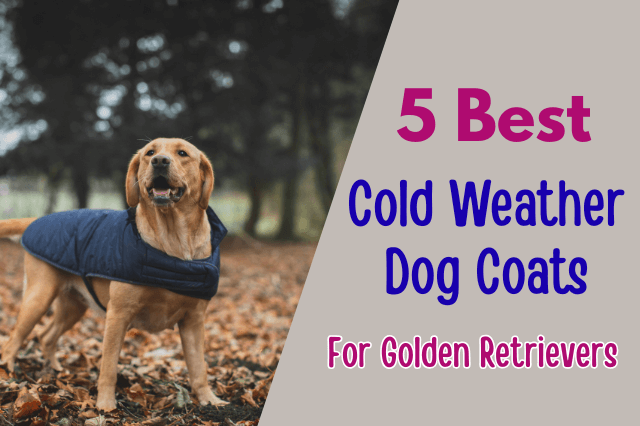 Golden Retriever wearing a winter dog coat with text overlay that says "5 Best Cold Weather Dog Coats For Golden Retrievers."