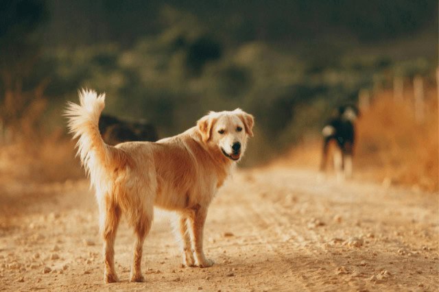 Golden Retriever walking on a dirt path, looking back over its shoulder.