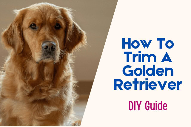 Golden Retriever with overlay text "How To Trim A Golden Retriever DIY Guide."
