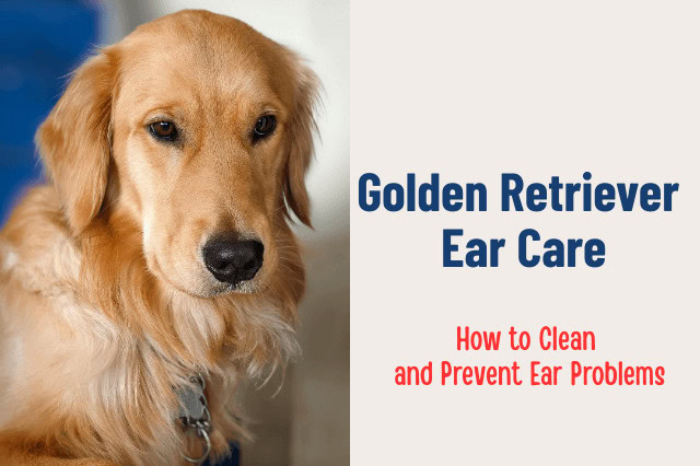 Golden Retriever sitting with close-up of its ears used for an ear care guide.