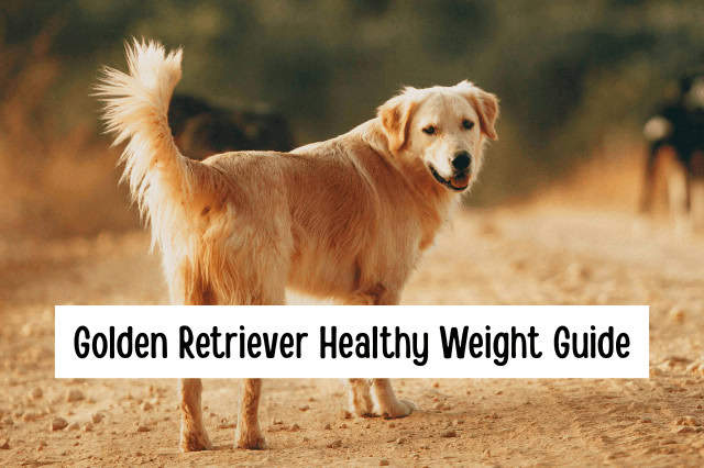 Golden Retriever standing on a dirt path showing ideal body shape and healthy weight.