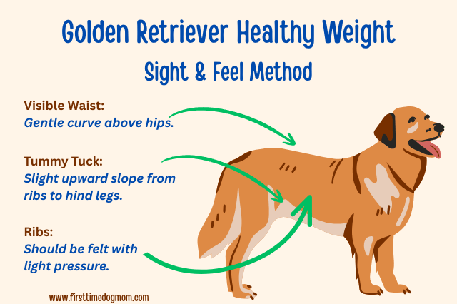Side-profile diagram of a Golden Retriever showing ribs, slight tummy tuck, and waist curve for checking a healthy weight.
