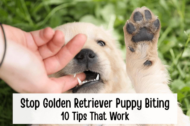 Golden Retriever puppy gently biting a person's fingers during play.