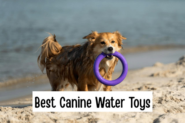 Golden Retriever retrieving a purple rubber ring toy at the beach, one of the best canine water toys for swimming dogs.