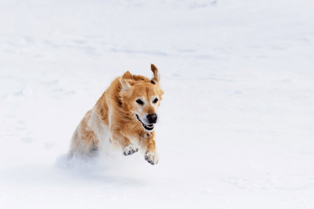 Golden Retriever running and playing energetically through fresh snow in a winter landscape.