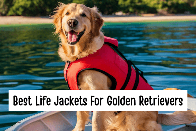 Best Life Jackets For Golden Retrievers - A Golden Retriever wearing a red life jacket while sitting in a boat.