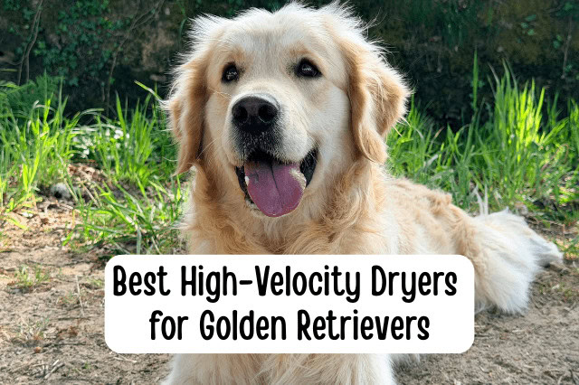 Close-up of a happy Golden Retriever outside for a guide on the best high-velocity dryers for Golden Retrievers.