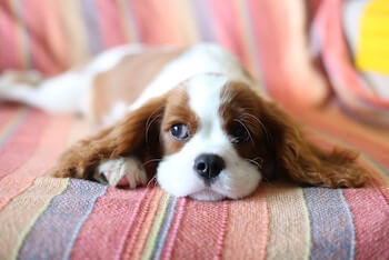 A Cavalier King Charles Spaniel laying on a pink striped blanket.