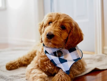 A Mini Golden Retriever wearing a blue checkered bandana laying on the floor looking at you.