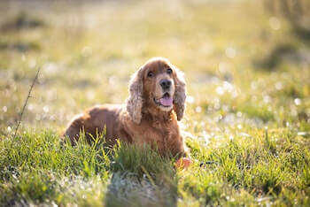 A happy Cocker Spaniel laying in a field of grass.