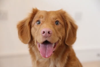 A close up of a Nova Scotia Duck Tolling Retriever with a happy expression.