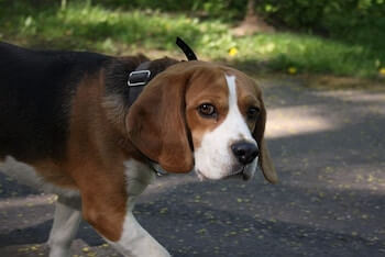 A Beagle walking along a sidewalk.