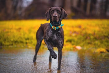 A German Shorthaired Pointer standing on wet ground with one front paw lifted looking straight ahead.