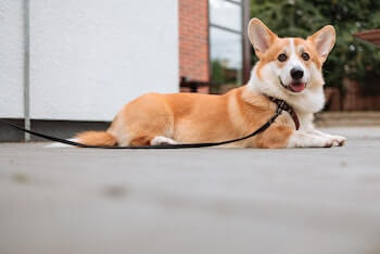 A Pembroke Welsh Corgi laying outside on a concrete patio with a black leash attached.