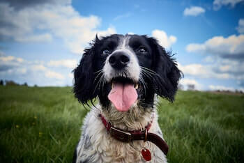 An English Springer Spaniel sitting in a field of grass looking happy.