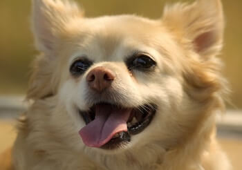 A close-up of a Pomeranian's face with a happy expression.