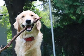 A Golden Retriever standing outside with a stick in its mouth.