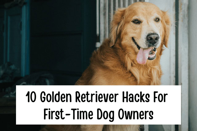 Golden Retriever Hacks For First-Time Dog Owners - A happy Golden Retriever with its tongue hanging out.