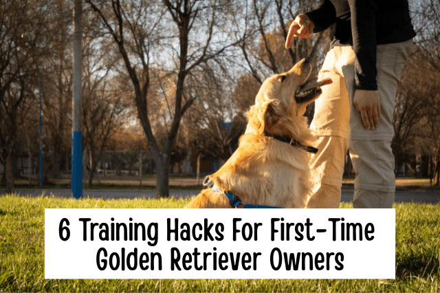 6 Training Commands For First-Time Golden Retriever Owners - Golden Retriever sitting while a man points to the ground, showing basic training command.