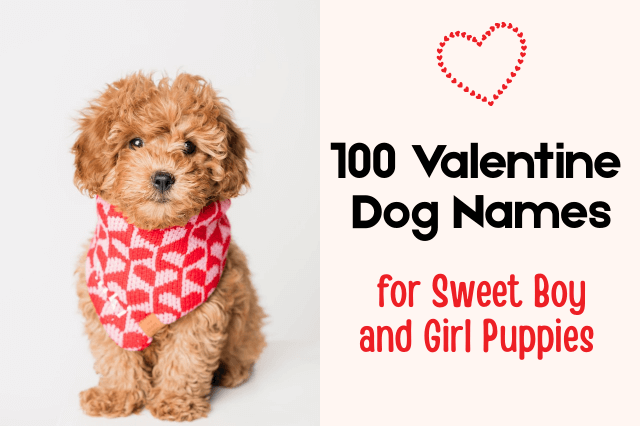 Goldendoodle puppy wearing a red heart bandana for Valentine’s Day, with text overlay "100 Valentine Dog Names for Sweet Boy and Girl Puppies."