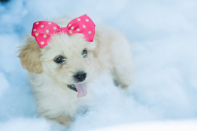 Golden Retriever puppy lying on a white fluffy blanket wearing a pink and gold polka dot bow on her head.