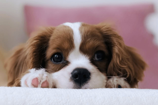 Close-up of a brown and white puppy lying on a bed, showing only the head and paws.